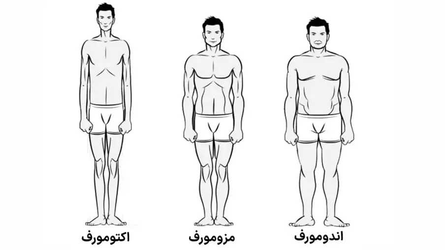 اکتومورف مزومورف اندومورف